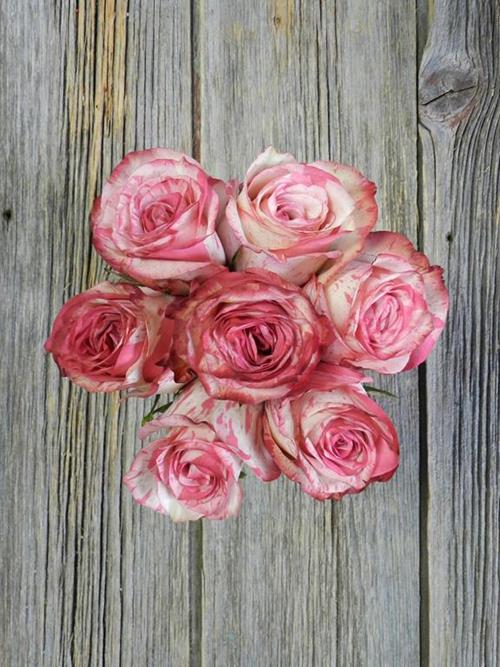 MAGIC TIME  CREAM-HOT PINK SPECKLED ROSE